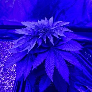 Meet your Posher, Riley